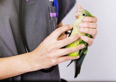 papuga-zwierzogrod-stezyca
